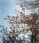 �䂤�䂦�񂽂�����̍��B