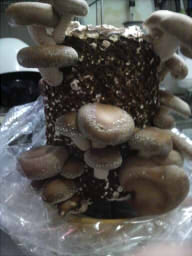 ファイル 305-1.jpg