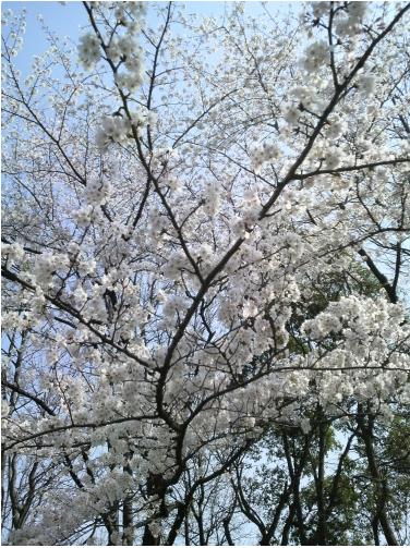 ファイル 442-2.jpg